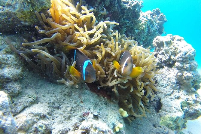 Snorkeling Trip with pick up ( beach) - Timing and cruise-port planning