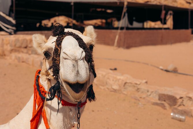 Sunrise & Sunset Tours | Magic Bedouin Star - The Bedouin guide and the value of a private group