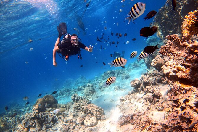 Take advantage of a half-day boat dive experience in Red sea of Aqaba. - Lunch, drinks, and time to slow down