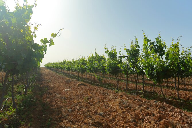 Vineyard Tour in Al Mafraq Governorate - Starting at Cask & Cork in Amman