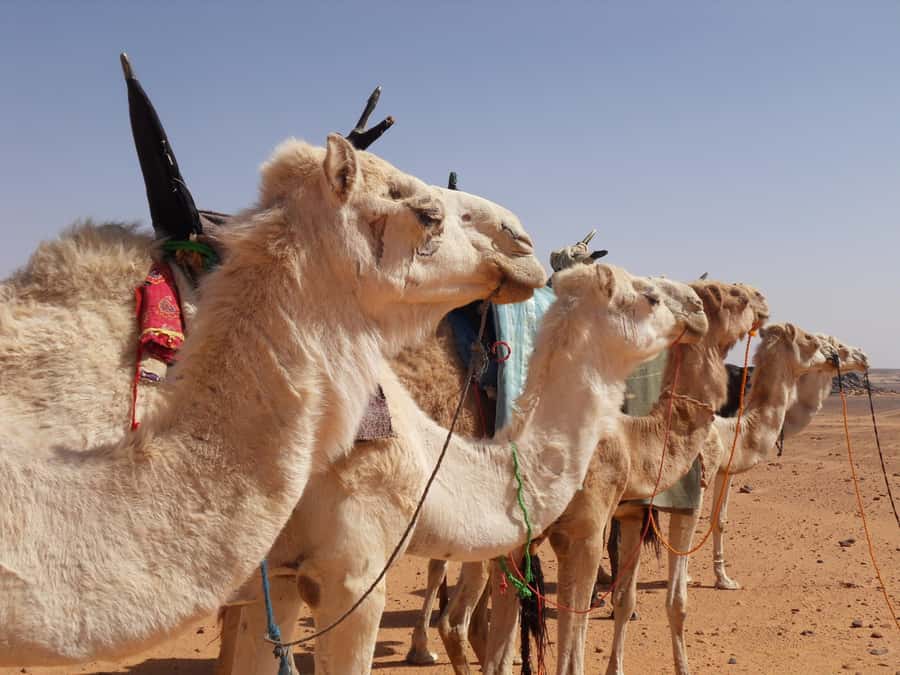 Wadi Rum: 2 Hour Camel Ride at Sunset/Sunrise Overnight - Key details that shape the experience