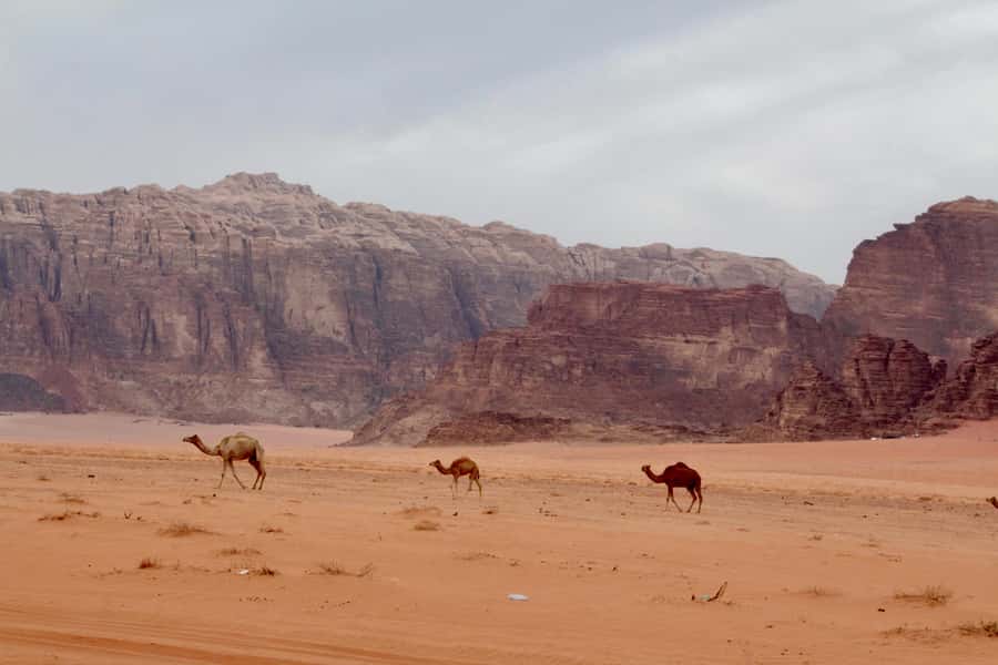 Wadi Rum: 2nights|3Day all-inclusive BedouinDesertExperience - Day 1: Jeep tracks, rock bridges, and a desert sunset