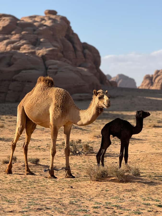 Wadi Rum: 3 Hour Highlights Jeep Tour in Desert - Sand dunes, sunset, and Bedouin tea