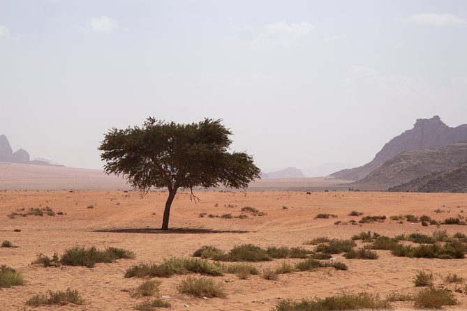 Wadi Rum: 4 Hour Highlights Tour - What $73 represents, and what it does not