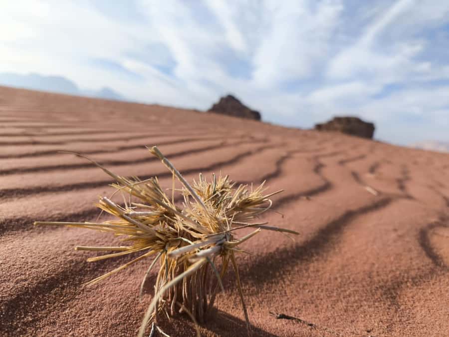 WADI RUM: ALL DAY JEEP TOUR with overnight and full meals - Bedouin dinner under the desert sky