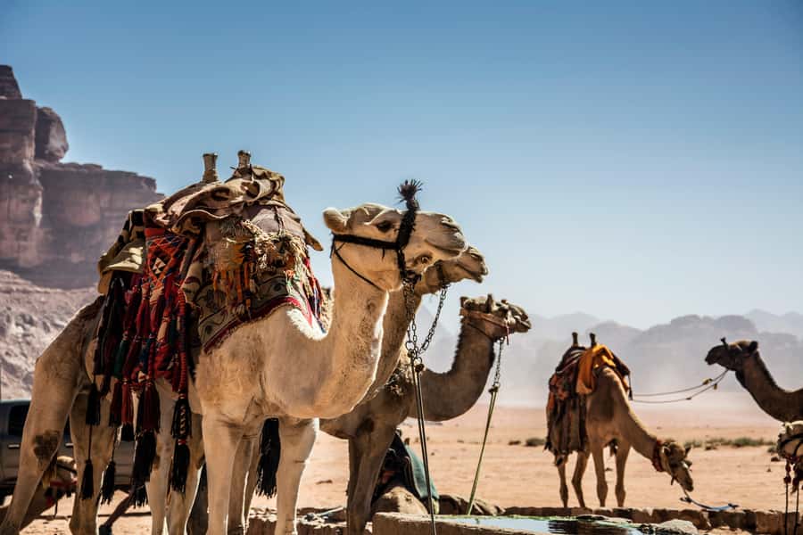 Wadi Rum: Camel Ride with tea and Bedouin Guide - Starting at Wadi Rum Village