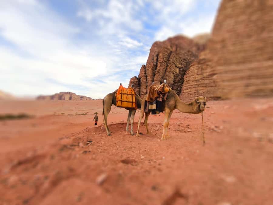 Wadi Rum: Camel Ride with tea and Bedouin Guide - One hour on a camel with a Bedouin guide