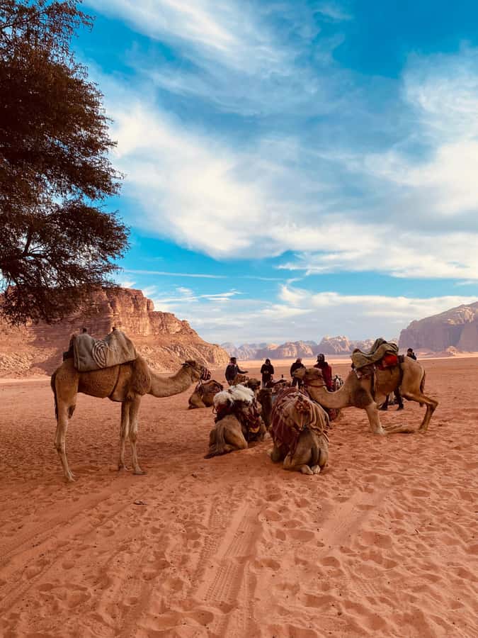 Wadi Rum Classic 4-Hour Jeep Safari - Key points before you book