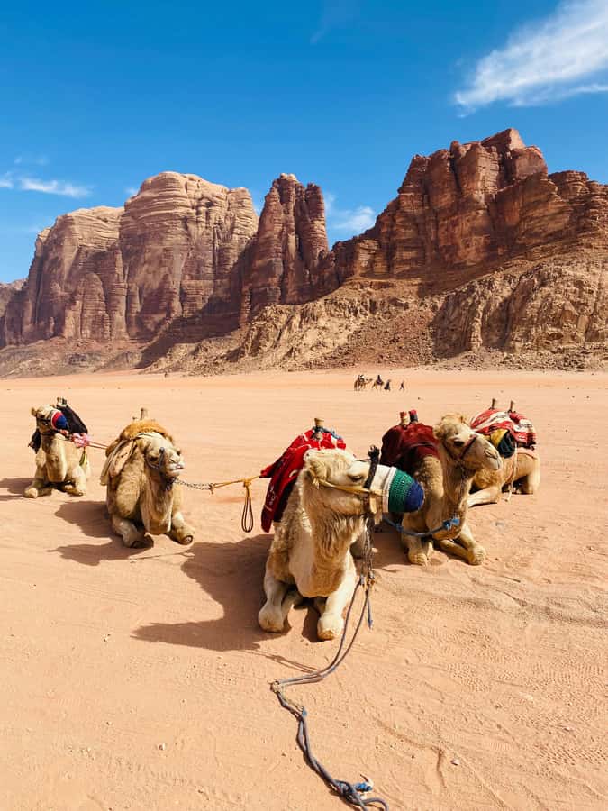 Wadi Rum Classic 4-Hour Jeep Safari - Morning air or sunset colors