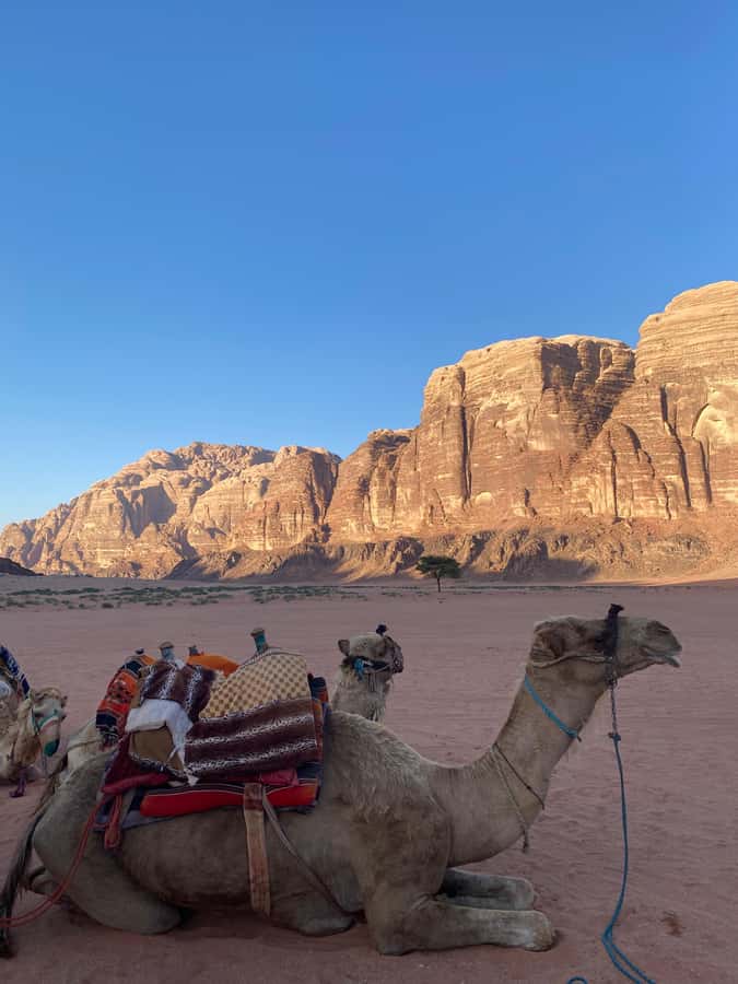 Wadi Rum Classic 4-Hour Jeep Safari - How much value does the tour offer?