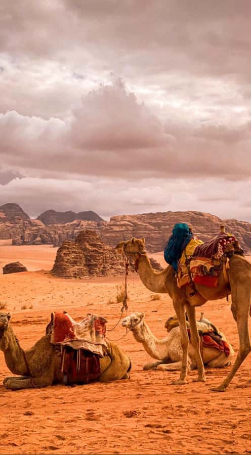 Wadi Rum: Full-Day Jeep Tour with Lunch - Starting at Wadi Rum Village