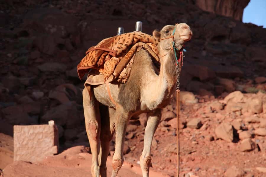 Wadi Rum: Half-Day Jeep Tour with Local guide - Bedouin tea gives the ride a welcome pause