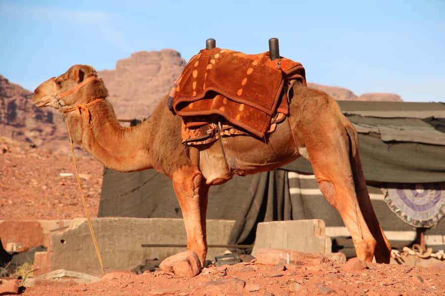 Wadi Rum: Half-Day Jeep Tour with Local guide - Sunset can be the best finish