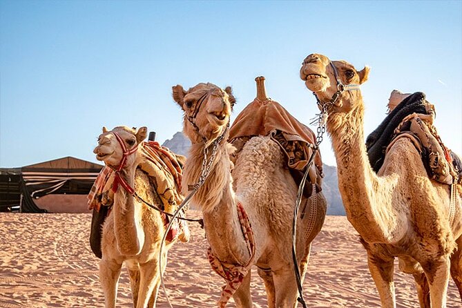 Wadi Rum Private Tour from Petra with Martian and Star Wars Film Site - Camel ride or extra Jeep time?