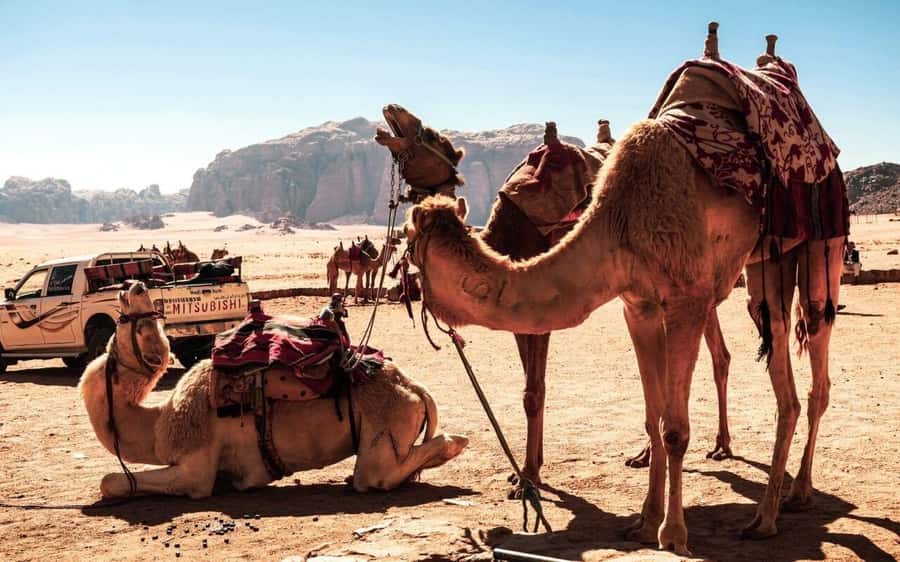 Whispers of Stone, Sand & Sea: Jordan in Five Days - Key points to know before booking